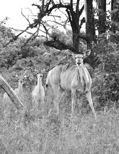 Shoji-it images of animals